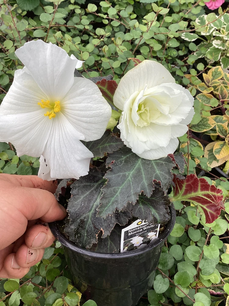 Begonia Nonstop Joy Mocca White Live Plant - 4.5" Pot - Indoor/Outdoor Flower - Image 8