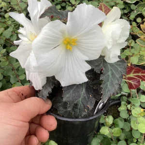 Begonia Nonstop Joy Mocca White Live Plant - 4.5