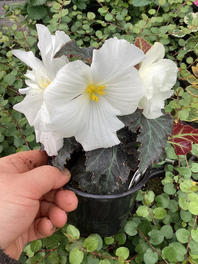 Begonia Nonstop Joy Mocca White Live Plant - 4.5" Pot - Indoor/Outdoor Flower - Image 9