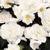 Begonia Nonstop Joy Mocca White Live Plant - 4.5" Pot - Indoor/Outdoor Flower - Image 1