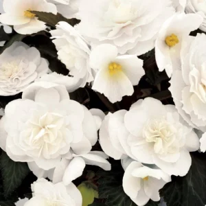 Begonia Nonstop Joy Mocca White Live Plant - 4.5