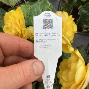 Begonia Nonstop Joy Yellow Live Plant - 4.5 inch Pot, Vibrant Yellow Flowers - Image 10