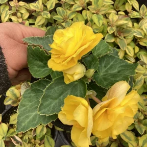 Begonia Nonstop Joy Yellow Live Plant - 4.5 inch Pot, Vibrant Yellow Flowers - Image 2