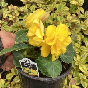 Begonia Nonstop Joy Yellow Live Plant - 4.5 inch Pot, Vibrant Yellow Flowers - Image 3