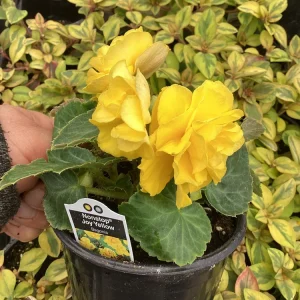 Begonia Nonstop Joy Yellow Live Plant - 4.5 inch Pot, Vibrant Yellow Flowers - Image 3