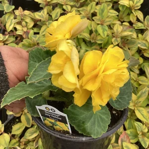 Begonia Nonstop Joy Yellow Live Plant - 4.5 inch Pot, Vibrant Yellow Flowers - Image 4