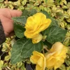 Begonia Nonstop Joy Yellow Live Plant - 4.5 inch Pot, Vibrant Yellow Flowers - Image 1