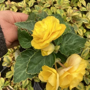 Begonia Nonstop Joy Yellow Live Plant - 4.5 inch Pot, Vibrant Yellow Flowers - Image 1