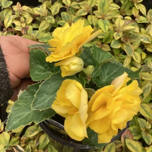 Begonia Nonstop Joy Yellow Live Plant - 4.5 inch Pot, Vibrant Yellow Flowers - Image 5