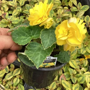 Begonia Nonstop Joy Yellow Live Plant - 4.5 inch Pot, Vibrant Yellow Flowers - Image 6