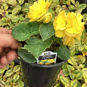 Begonia Nonstop Joy Yellow Live Plant - 4.5 inch Pot, Vibrant Yellow Flowers - Image 7
