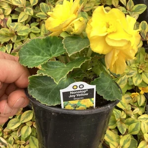Begonia Nonstop Joy Yellow Live Plant - 4.5 inch Pot, Vibrant Yellow Flowers - Image 8