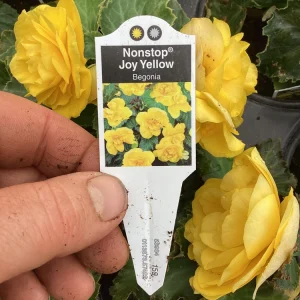 Begonia Nonstop Joy Yellow Live Plant - 4.5 inch Pot, Vibrant Yellow Flowers - Image 9