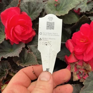 Begonia Nonstop Mocca Pink Shades Live Plant – 4.5 inch Pot – Indoor/Outdoor - Image 10