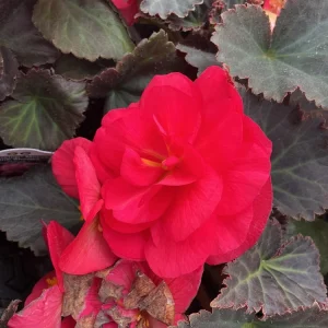 Begonia Nonstop Mocca Pink Shades Live Plant – 4.5 inch Pot – Indoor/Outdoor - Image 11