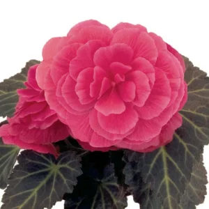Begonia Nonstop Mocca Pink Shades Live Plant – 4.5 inch Pot – Indoor/Outdoor - Image 12