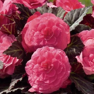 Begonia Nonstop Mocca Pink Shades Live Plant – 4.5 inch Pot – Indoor/Outdoor - Image 14
