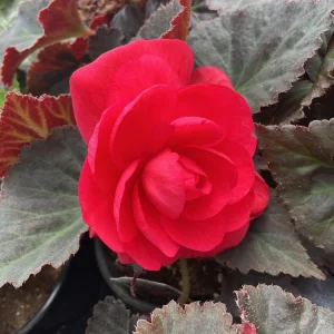 Begonia Nonstop Mocca Pink Shades Live Plant – 4.5 inch Pot – Indoor/Outdoor - Image 3