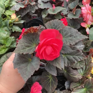Begonia Nonstop Mocca Pink Shades Live Plant – 4.5 inch Pot – Indoor/Outdoor - Image 4