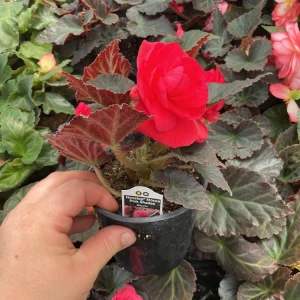 Begonia Nonstop Mocca Pink Shades Live Plant – 4.5 inch Pot – Indoor/Outdoor - Image 7