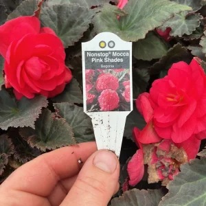 Begonia Nonstop Mocca Pink Shades Live Plant – 4.5 inch Pot – Indoor/Outdoor - Image 9