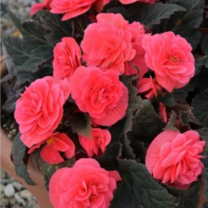 Begonia Nonstop Mocca Pink Shades Live Plant – 4.5 inch Pot – Indoor/Outdoor - Image 1