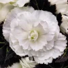 Begonia Nonstop Mocca White Live Plant - 4.5 inch Pot - Outdoor/Indoor - Image 1