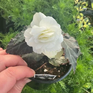 Begonia Nonstop Mocca White Live Plant - 4.5 inch Pot - Outdoor/Indoor - Image 10