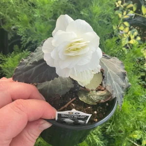 Begonia Nonstop Mocca White Live Plant - 4.5 inch Pot - Outdoor/Indoor - Image 11