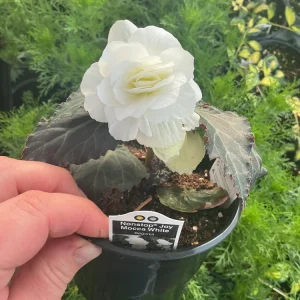 Begonia Nonstop Mocca White Live Plant - 4.5 inch Pot - Outdoor/Indoor - Image 12