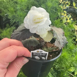Begonia Nonstop Mocca White Live Plant - 4.5 inch Pot - Outdoor/Indoor - Image 13