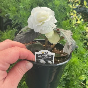 Begonia Nonstop Mocca White Live Plant - 4.5 inch Pot - Outdoor/Indoor - Image 14
