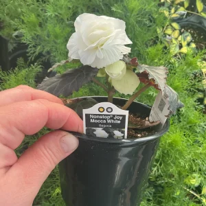 Begonia Nonstop Mocca White Live Plant - 4.5 inch Pot - Outdoor/Indoor - Image 15