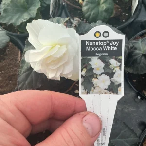 Begonia Nonstop Mocca White Live Plant - 4.5 inch Pot - Outdoor/Indoor - Image 16