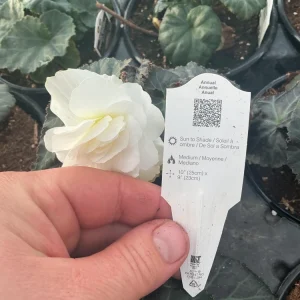 Begonia Nonstop Mocca White Live Plant - 4.5 inch Pot - Outdoor/Indoor - Image 17
