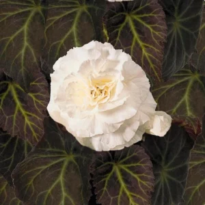Begonia Nonstop Mocca White Live Plant - 4.5 inch Pot - Outdoor/Indoor - Image 2