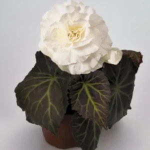 Begonia Nonstop Mocca White Live Plant - 4.5 inch Pot - Outdoor/Indoor - Image 3