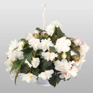 Begonia Nonstop Mocca White Live Plant - 4.5 inch Pot - Outdoor/Indoor - Image 4