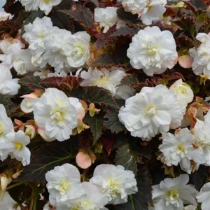 Begonia Nonstop Mocca White Live Plant - 4.5 inch Pot - Outdoor/Indoor - Image 5