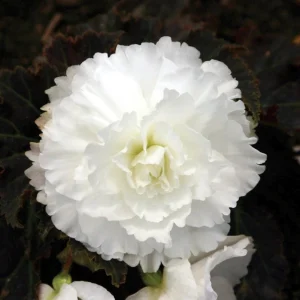 Begonia Nonstop Mocca White Live Plant - 4.5 inch Pot - Outdoor/Indoor - Image 6