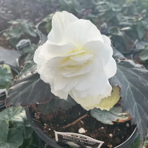 Begonia Nonstop Mocca White Live Plant - 4.5 inch Pot - Outdoor/Indoor - Image 7