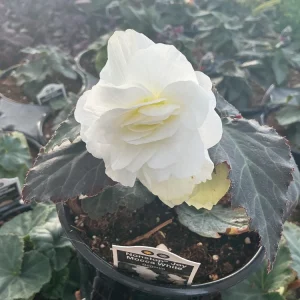 Begonia Nonstop Mocca White Live Plant - 4.5 inch Pot - Outdoor/Indoor - Image 8