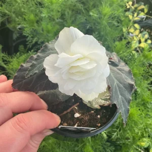 Begonia Nonstop Mocca White Live Plant - 4.5 inch Pot - Outdoor/Indoor - Image 9