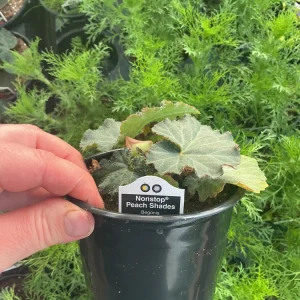 Begonia Nonstop Peach Shades Live Plant - 4.5 inch Pot - Vibrant Blooms - Image 10
