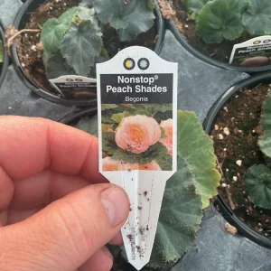 Begonia Nonstop Peach Shades Live Plant - 4.5 inch Pot - Vibrant Blooms - Image 11