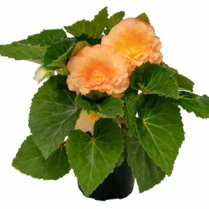 Begonia Nonstop Peach Shades Live Plant - 4.5 inch Pot - Vibrant Blooms - Image 2