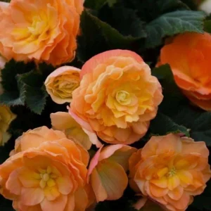 Begonia Nonstop Peach Shades Live Plant - 4.5 inch Pot - Vibrant Blooms - Image 3