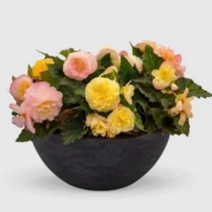 Begonia Nonstop Peach Shades Live Plant - 4.5 inch Pot - Vibrant Blooms - Image 4