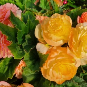 Begonia Nonstop Peach Shades Live Plant - 4.5 inch Pot - Vibrant Blooms - Image 5