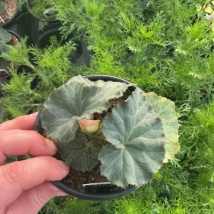 Begonia Nonstop Peach Shades Live Plant - 4.5 inch Pot - Vibrant Blooms - Image 6